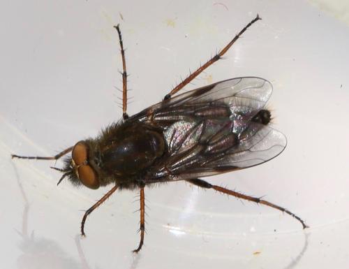 Réf. 321 572 : Thereva inornata